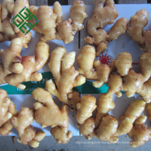 ginger in carton ginger for sale